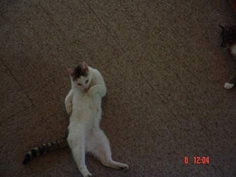 Blanding af racer Pantera - "Åssen skal jeg klare å få til å sleike meg på magen da..?" billede 2