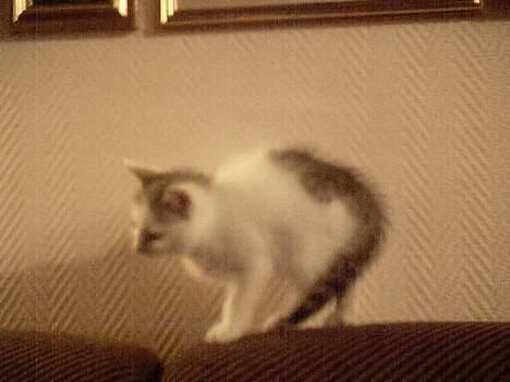 Blanding af racer Pantera - Dævven,der var det noe skummelt!!! billede 3