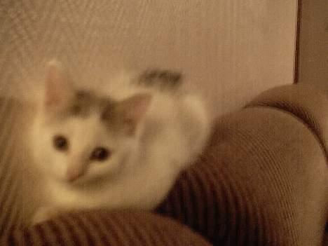 Blanding af racer Pantera - Her er pusen bare avslappa:) billede 4