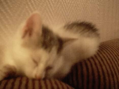 Blanding af racer Pantera - Her er pusen ENDA mer avslappa...:) billede 5