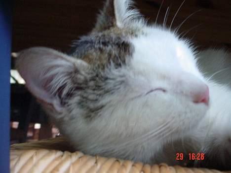 Blanding af racer Pantera - Her har pusen blitt litt større...:D billede 6