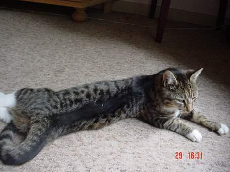 Blanding af racer Cleopatra - Søt ja:o) billede 1