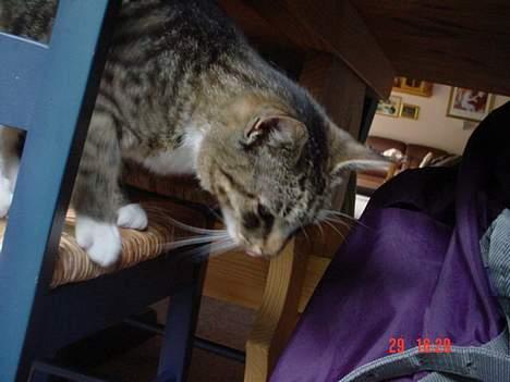 Blanding af racer Cleopatra - Cleopatra på tur ned fra stolen... billede 2