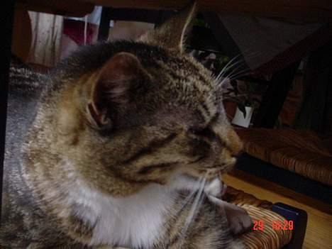 Blanding af racer Cleopatra - Cleopatra:) billede 4