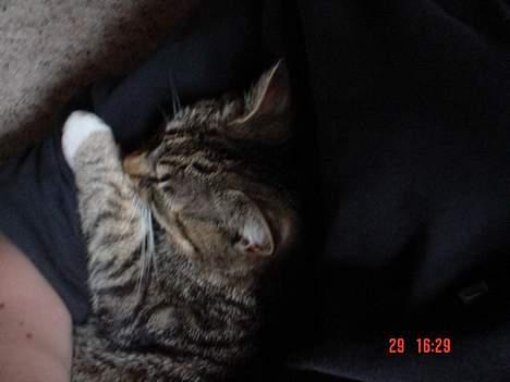 Blanding af racer Cleopatra - Her ligger pusen og koser seg i armkroken:) billede 5