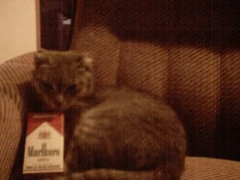 Blanding af racer Gråpus(død) - Reklame for Marlboro..:o) billede 1