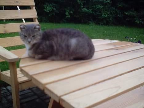 Blanding af racer Gråpus(død) - Gråpus på bordet ute:) billede 2