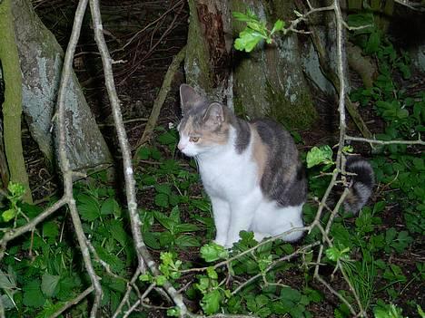 Blanding af racer Mulle *forsvundet* - jeg er bare dejlig billede 1