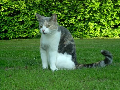 Blanding af racer Mulle *forsvundet* - ja jeg ligger lige og gør mig lækker for fotografen billede 2