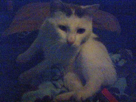 Huskat Bingo (Himmelkat) billede 1