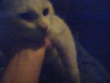 Huskat Bingo (Himmelkat) billede 2