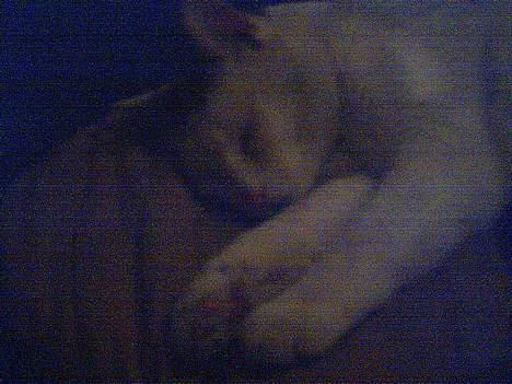 Huskat Bingo (Himmelkat) billede 3