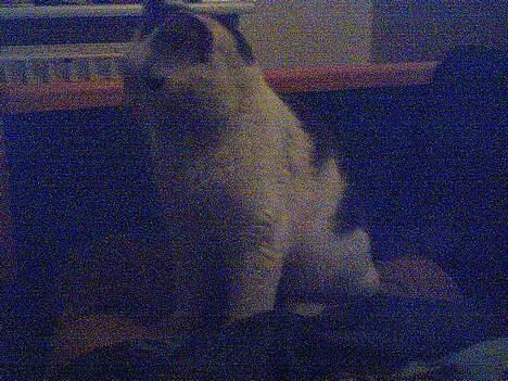 Huskat Bingo (Himmelkat) billede 4