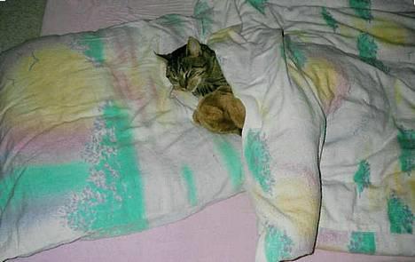 Blanding af racer Mis *DØD* billede 3