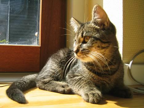 Blanding af racer Figaro - Cool Cat! billede 1