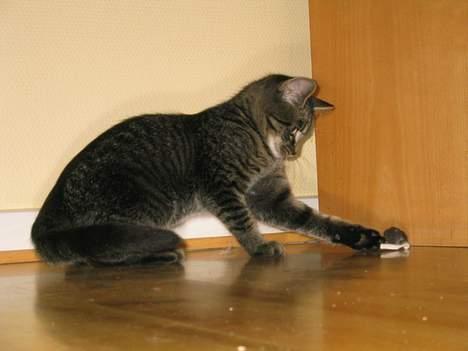 Blanding af racer Figaro - Whazuup lille mus??  ska´ vi lege?? billede 2
