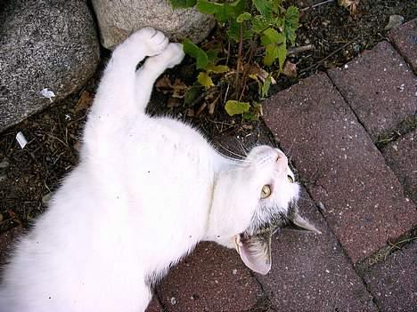 Blanding af racer Emil billede 3