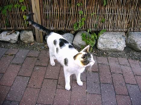 Blanding af racer Emil billede 4