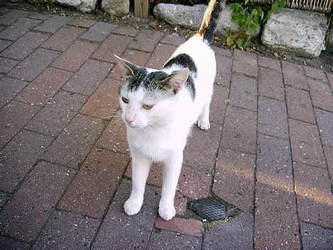 Blanding af racer Emil - er jeg ikk flot.....hehee billede 5