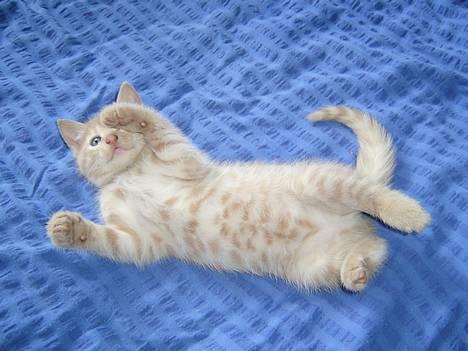 Blanding af racer Hope. billede 1