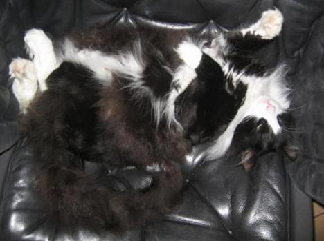 Norsk Skovkat Dansbjergs Romeo - Hvor er katten?! :P Ved godt han ikke er striglet under maven, men det må man ikke - krads bid krads :P billede 1