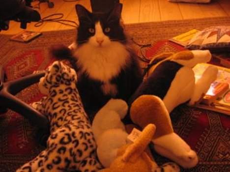 Norsk Skovkat Dansbjergs Romeo billede 2