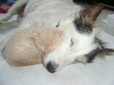 Blanding af racer Hope. billede 2