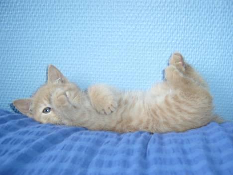 Blanding af racer Hope. - Hope og sin mor.... (Lille mis.) billede 4