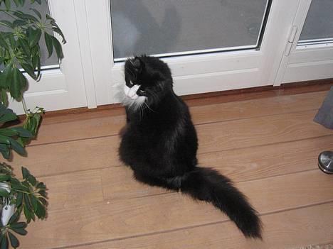 Norsk Skovkat Dansbjergs Romeo - Jeg vil altså godt ud nu.. :) billede 3