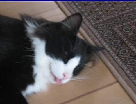 Norsk Skovkat Dansbjergs Romeo billede 4