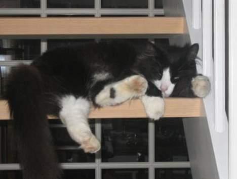 Norsk Skovkat Dansbjergs Romeo - Garfieeld.. :) billede 5