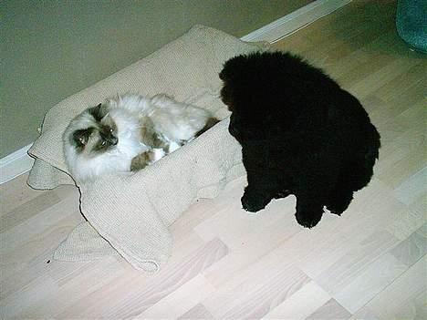 Hellig Birma Nuggi Nanok - Nuggi sammen med vores Chow Chow  billede 2