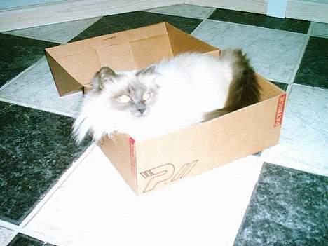 Hellig Birma Nuggi Nanok - Nuggi nåede lige at stjæle skoæsken inden den nåede skraldespanden... billede 10