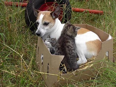 Blanding af racer Pjevs (Forsvundet) - Her ligger vi jo godt allesammen men lidt klemt. billede 2