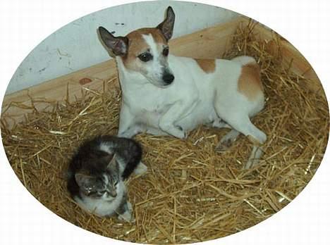 Blanding af racer Pjevs (Forsvundet) - Det er hyggeligt at have en ven billede 8