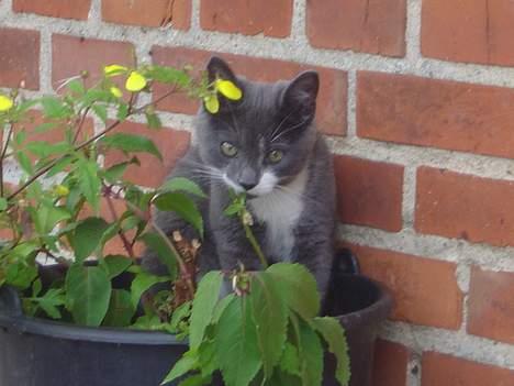 Blanding af racer Gråmis billede 7