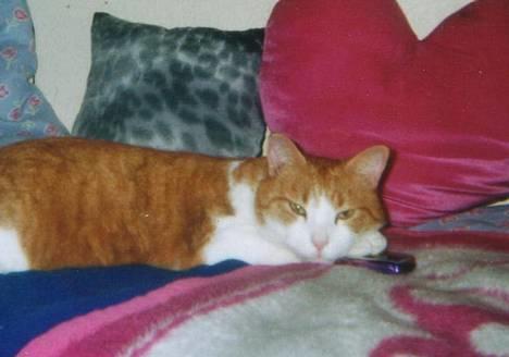 Blanding af racer Mikkel billede 1