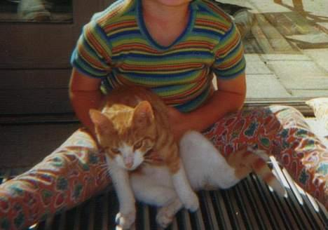 Blanding af racer Mikkel - Det er Mikkel som lille killing.. Han sidder sammen med min lillesøster! billede 2