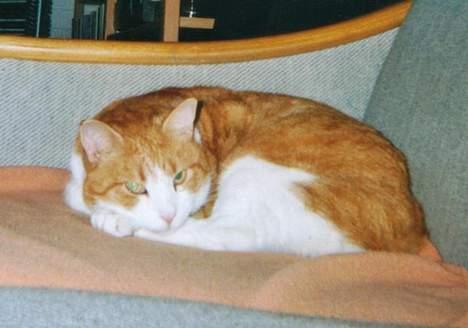 Blanding af racer Mikkel - Doven kat :) billede 3