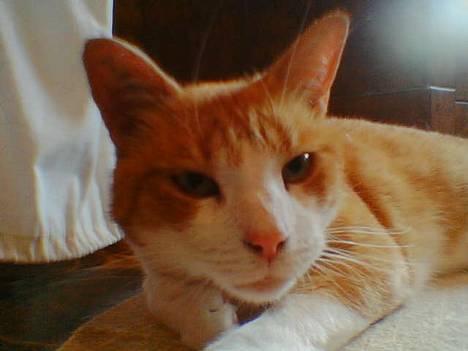 Blanding af racer Mikkel - Nuser Mikkel!! Ligger og sover på Mettes værelse.. billede 4