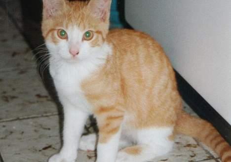 Blanding af racer Mikkel - Kær ikk?? Sådan så Mikkel ud som killing.. billede 5