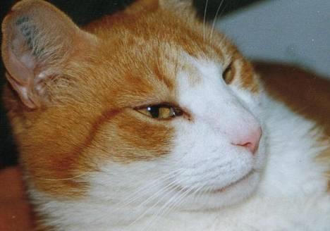 Blanding af racer Mikkel billede 6