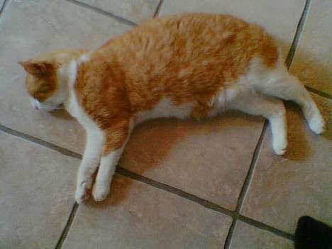 Blanding af racer Mikkel - Virkelig doven kat.. billede 7