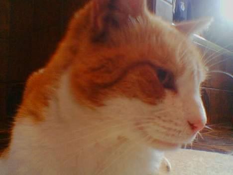 Blanding af racer Mikkel billede 8