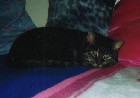 Blanding af racer Chilli billede 1