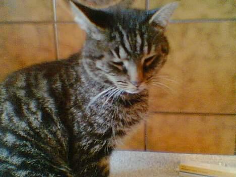 Blanding af racer Chilli billede 2