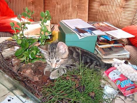 Blanding af racer Emir - Bøllemis, der må du da ikke ligge og rode! billede 7