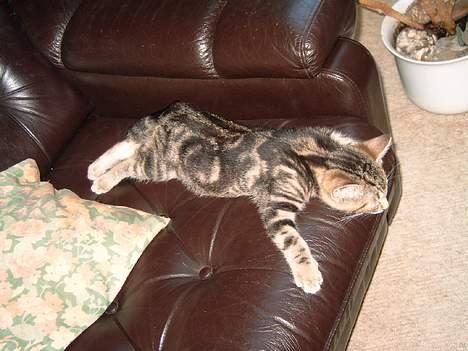 Blanding af racer Emir - "Jeg flader lige lidt ud" billede 8