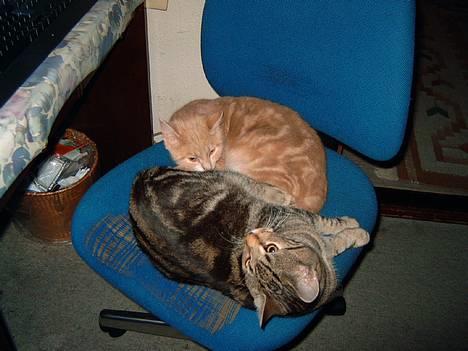 Blanding af racer Emir - November 2004 billede 9