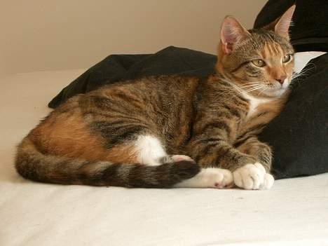 Blanding af racer Smukke - Smukke i hende´s sævanligt afslappede humør... billede 1